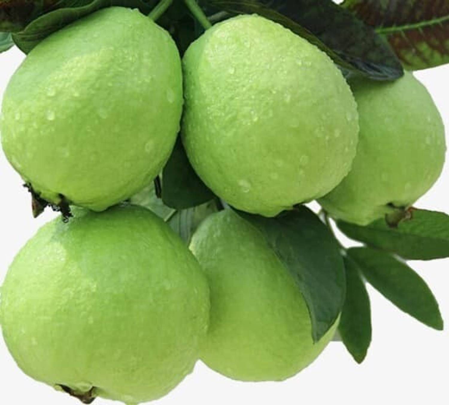 AloGardening Guava Plant Price in India - Buy AloGardening Guava Plant  online at Flipkart.com