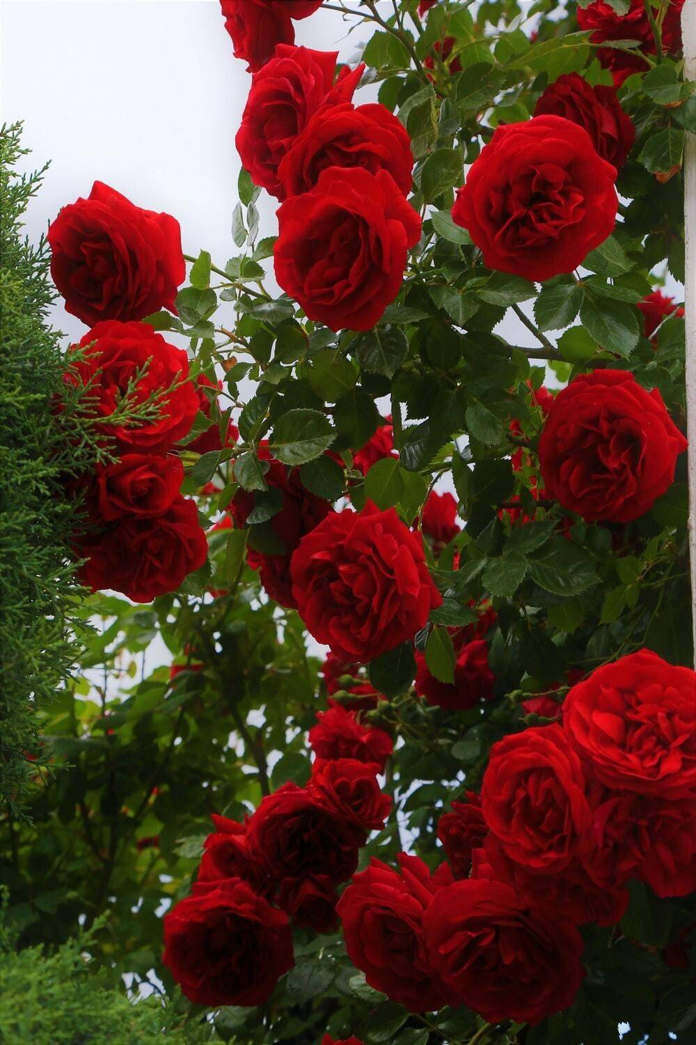 JAZEERA Rose Plant Price in India - Buy JAZEERA Rose Plant online at  Flipkart.com