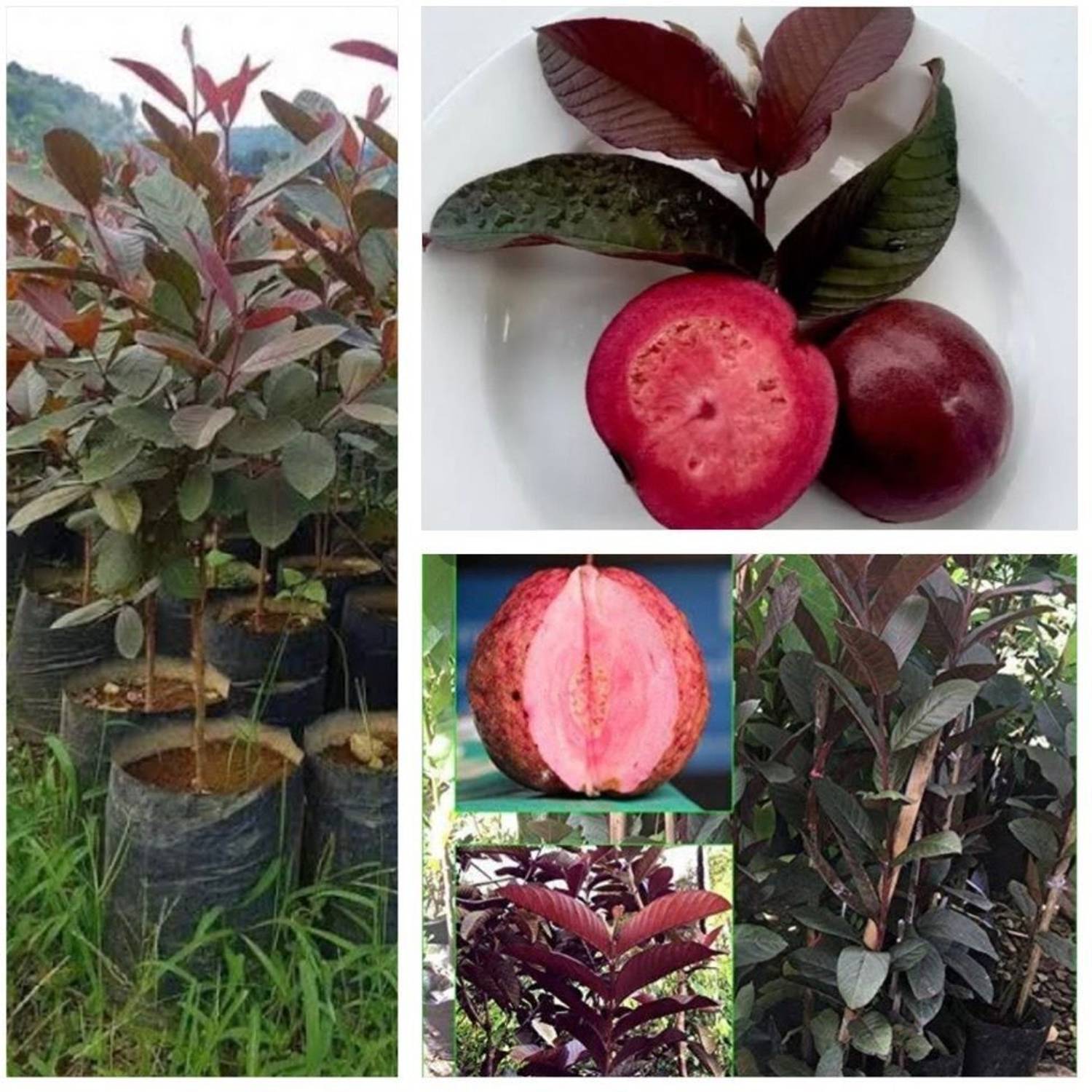 Aclipastal Guava Plant  sapling