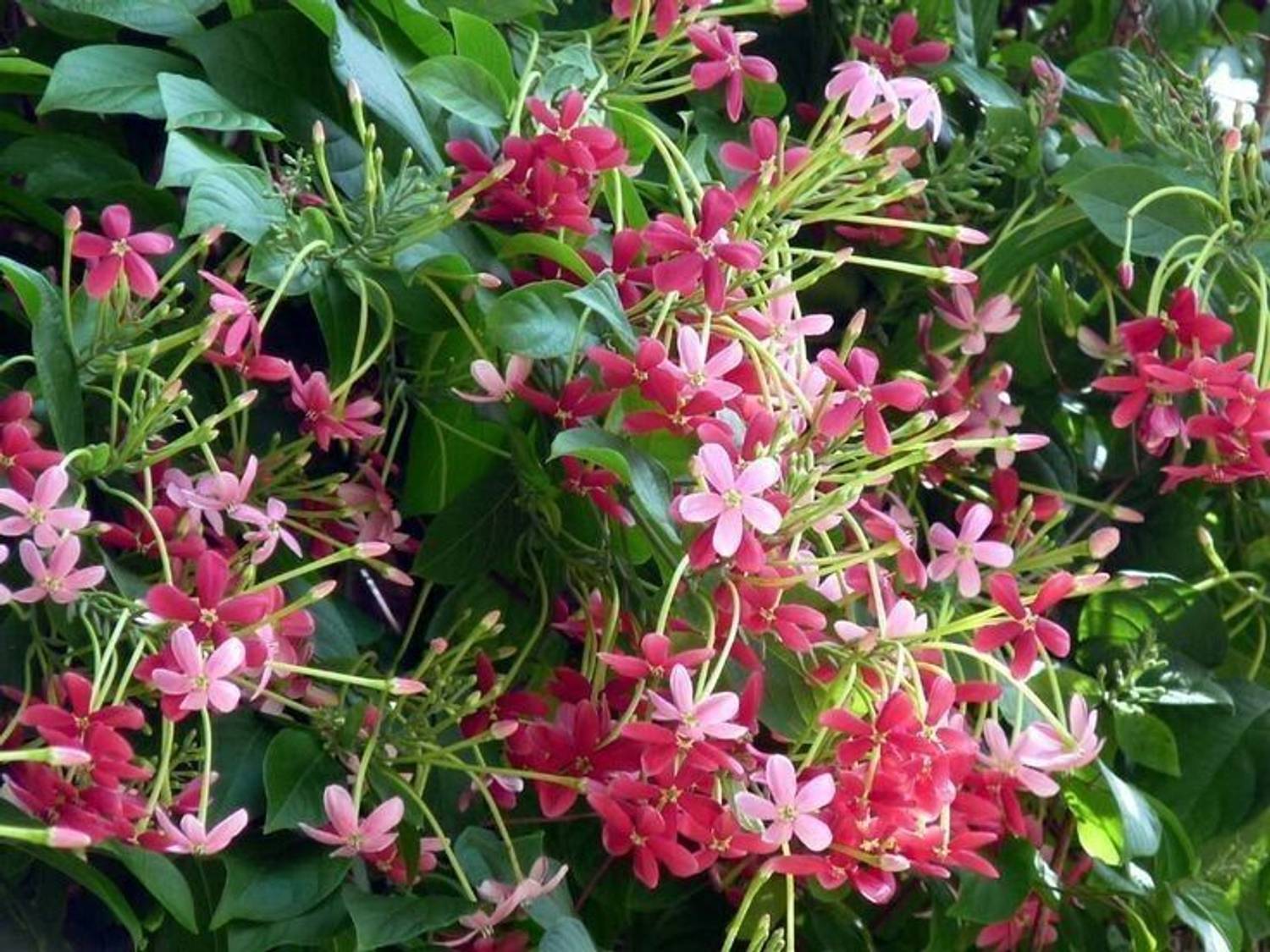 Adrita Madhumalti/Rangoon Creeper  sapling