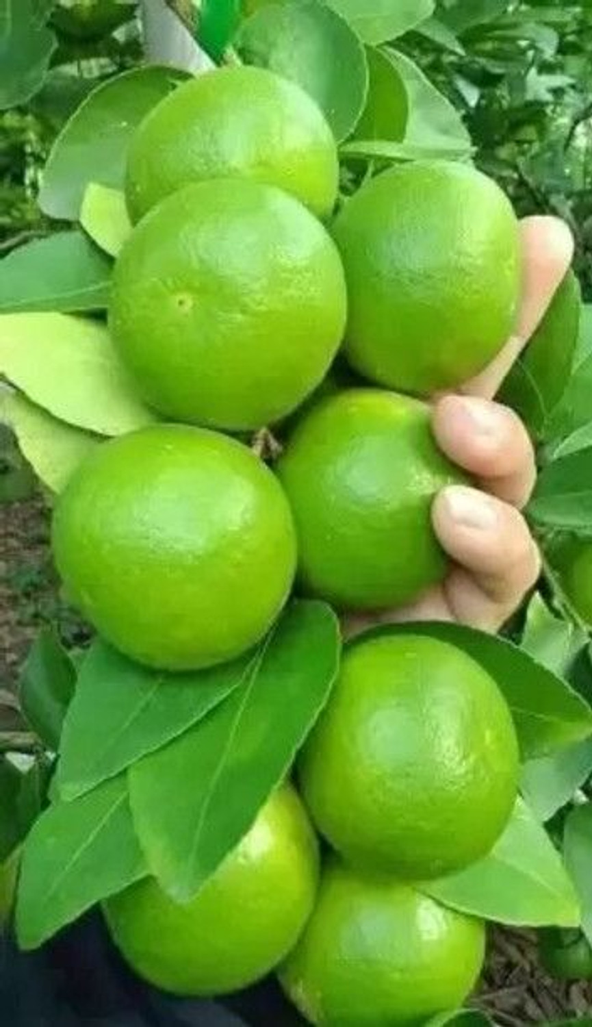 Image of BloomShadow Lemon Plant sapling