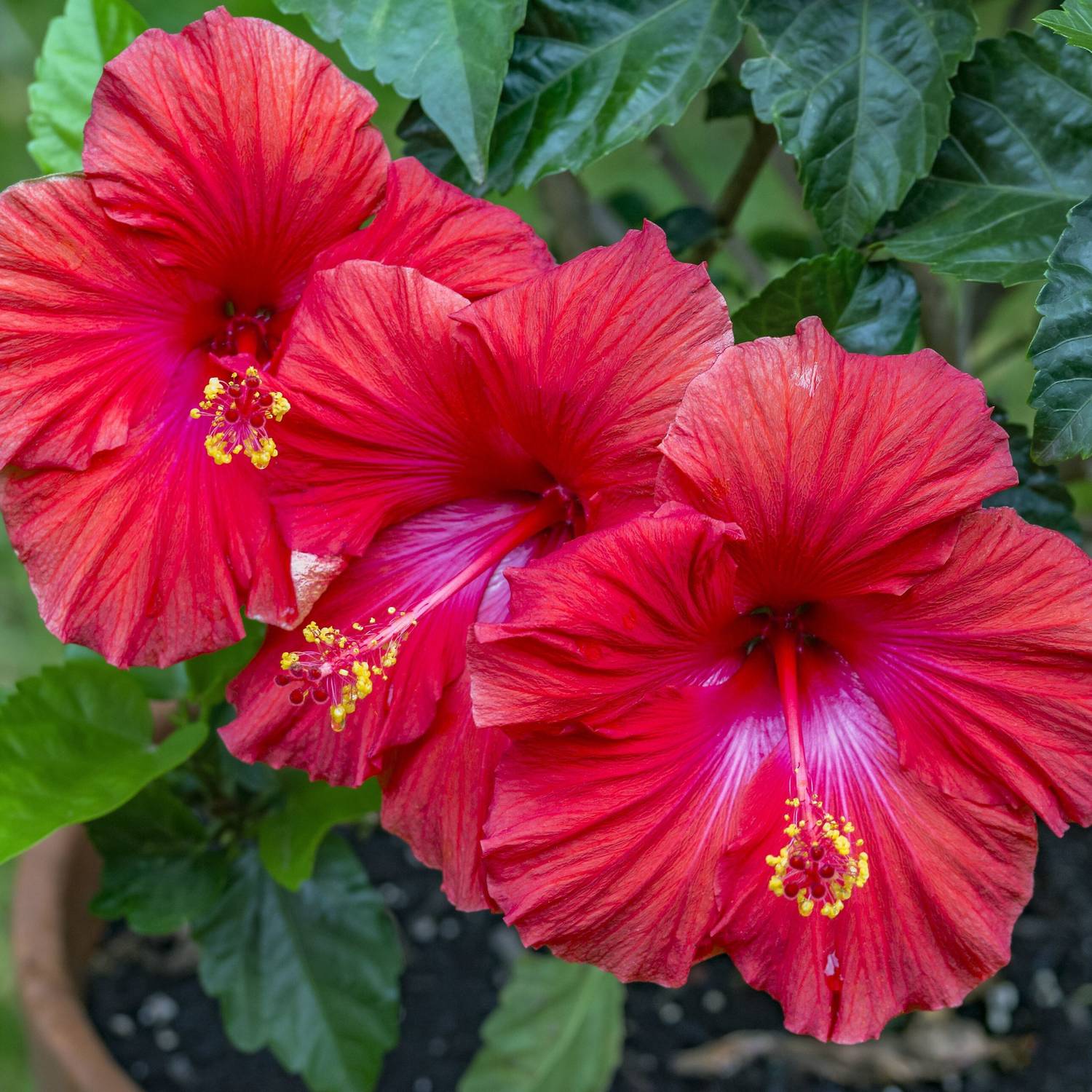 BHAJANLAL GREENERY Hibiscus Plant sapling