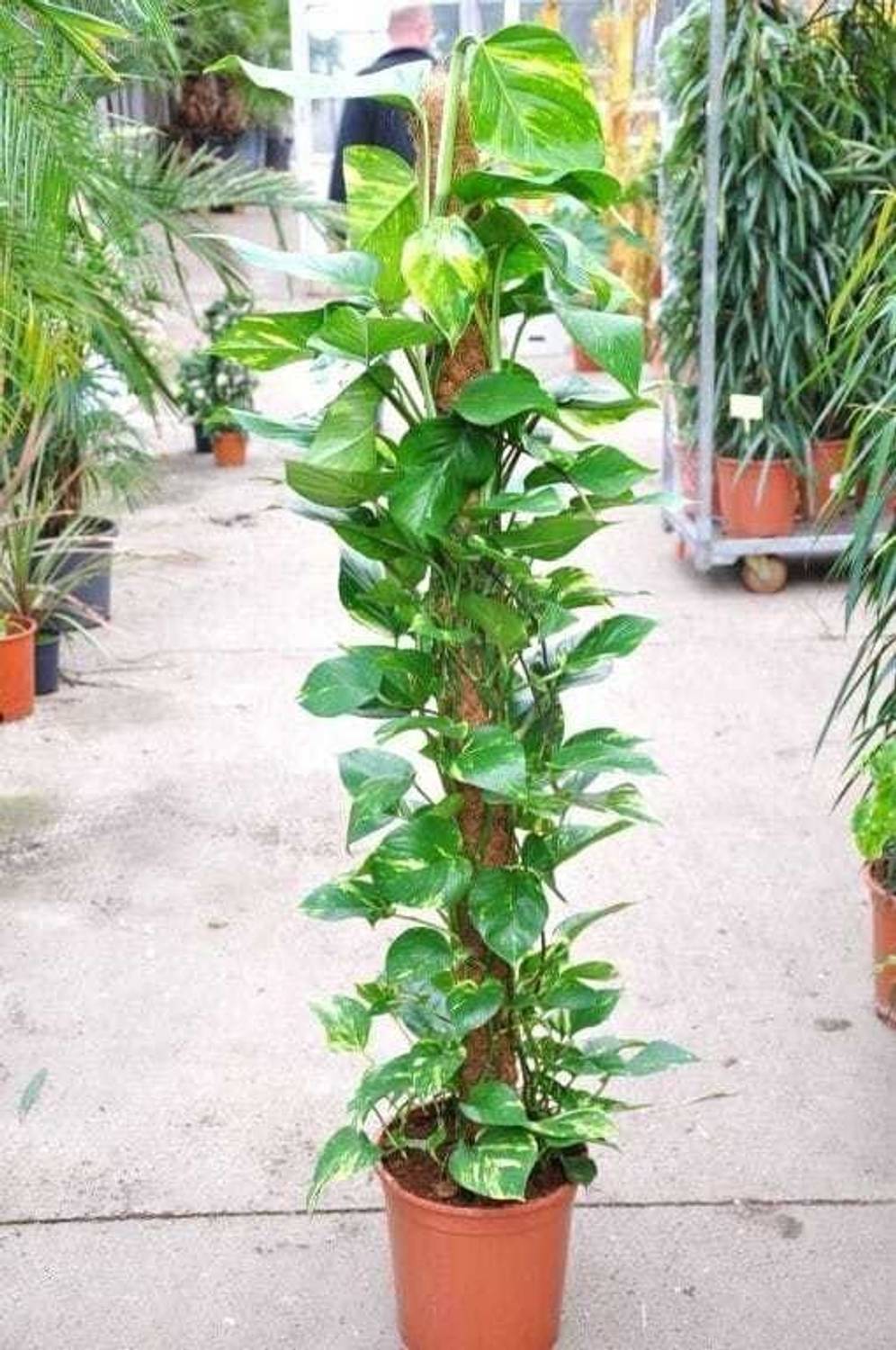 Aclipastal Money Plant sapling