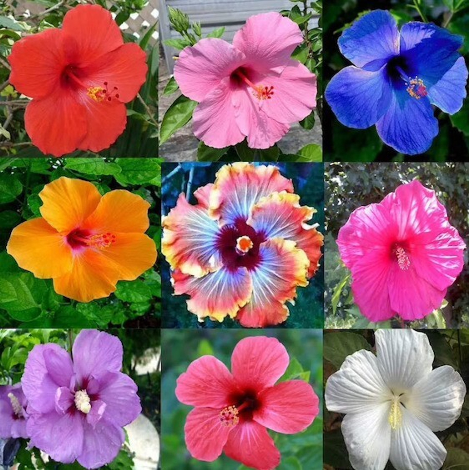 Image of FSK Hibiscus Plant sapling