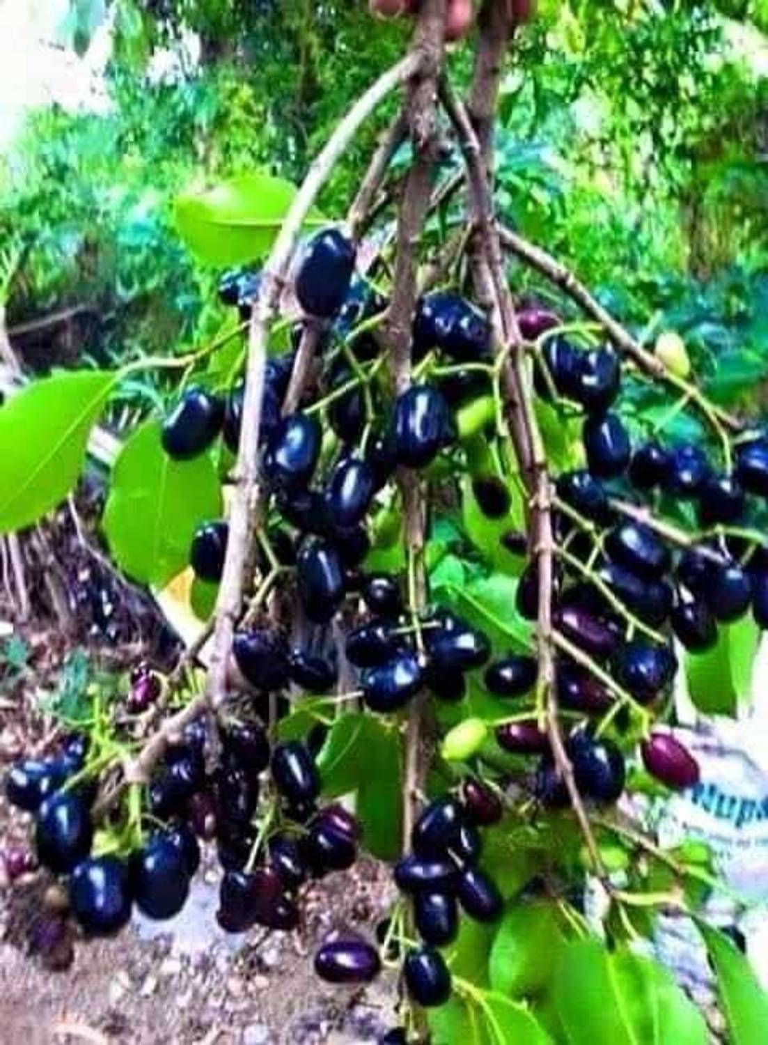 Adrita Jamun Plant  sapling