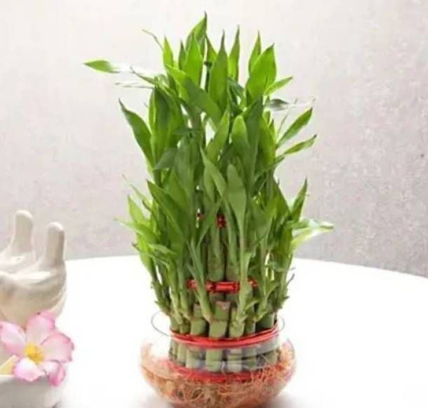 BloomShadow Lucky Bamboo Plant sapling