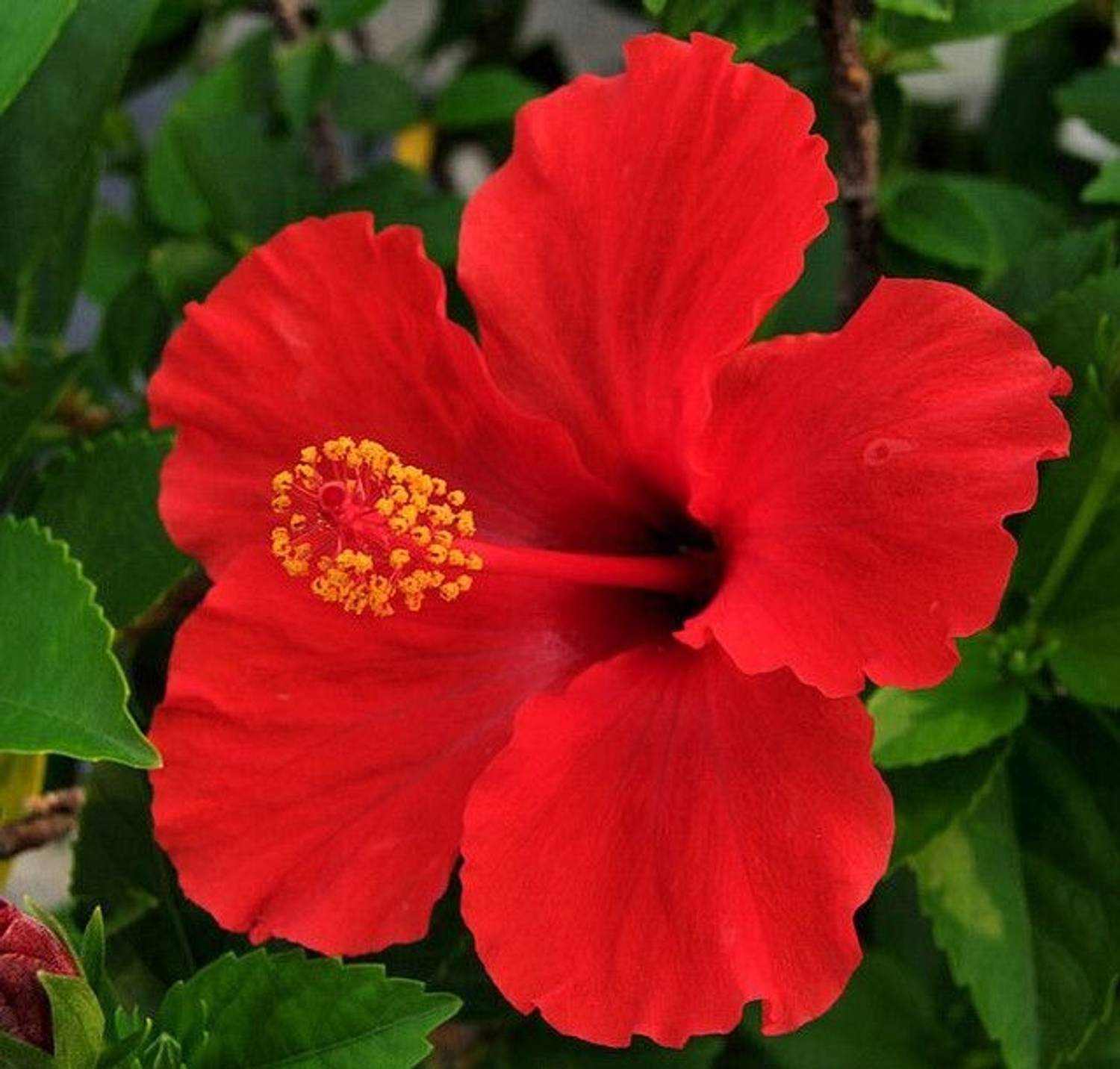 S SIKDER STORE Hibiscus Plant Price in India - Buy S SIKDER STORE