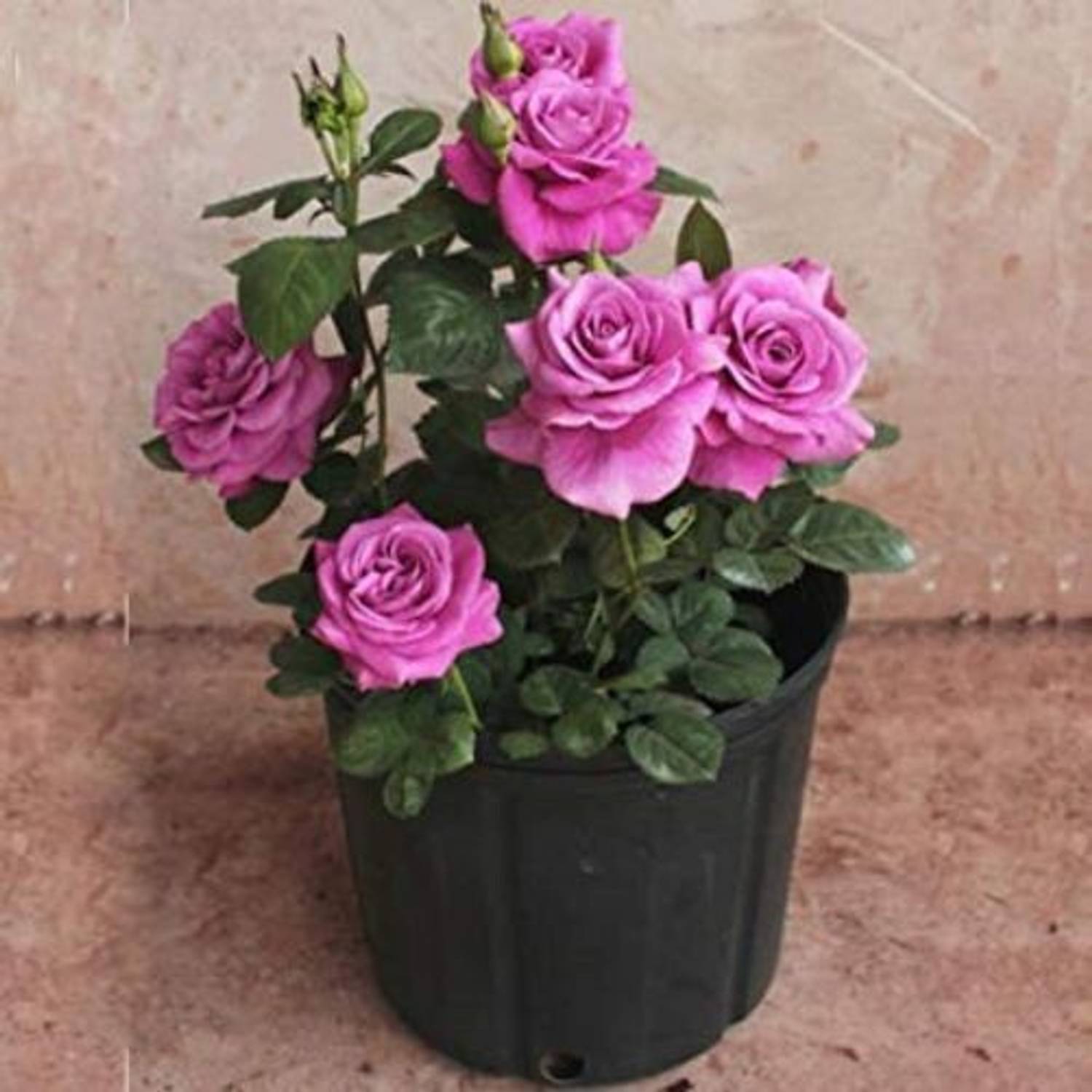 BioTech Gardening Rose Plant  sapling