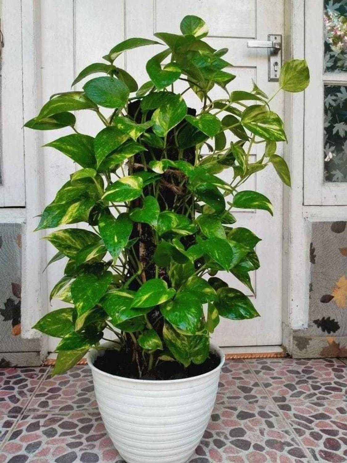 Adrita Money Plant  sapling