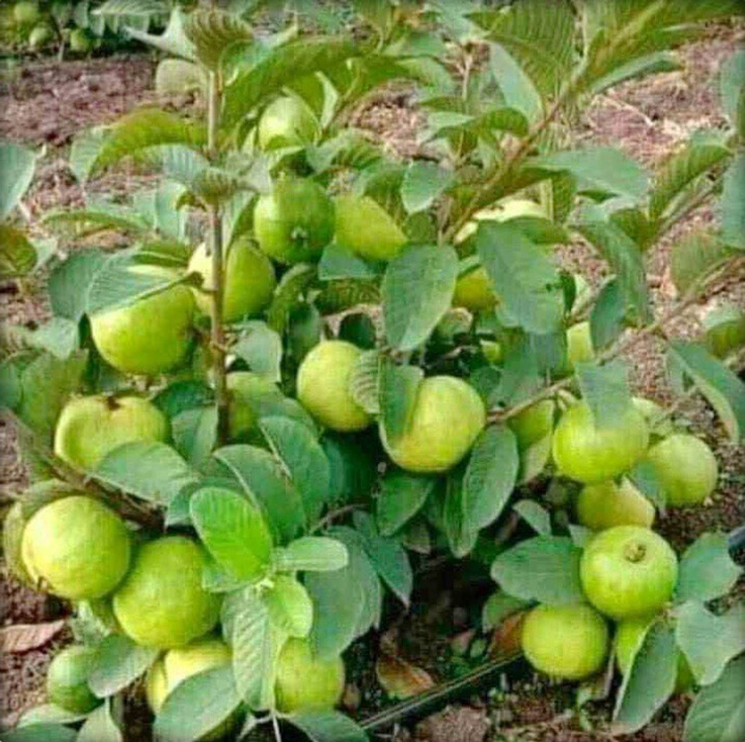 APOSOLUARD Guava Plant sapling
