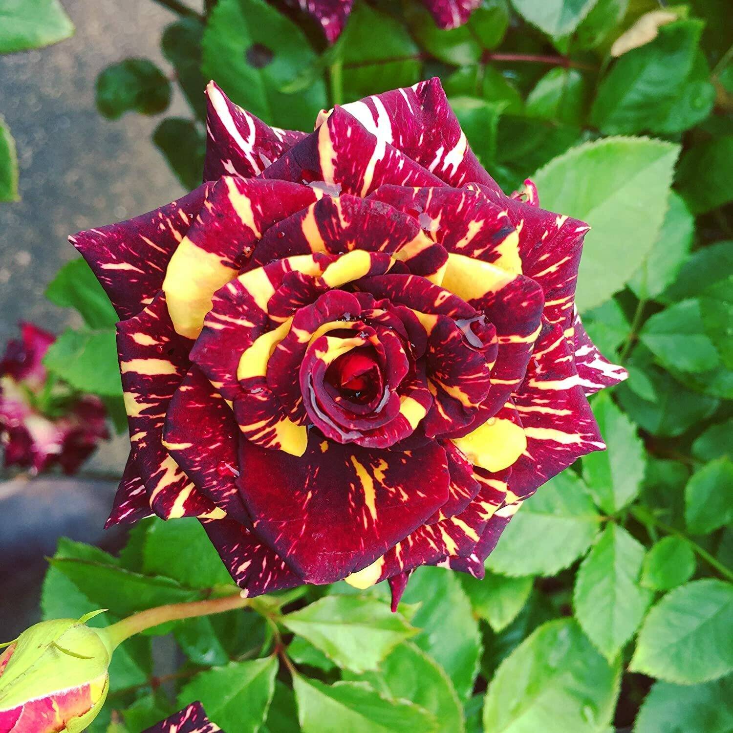 Agacha Rose Plant sapling