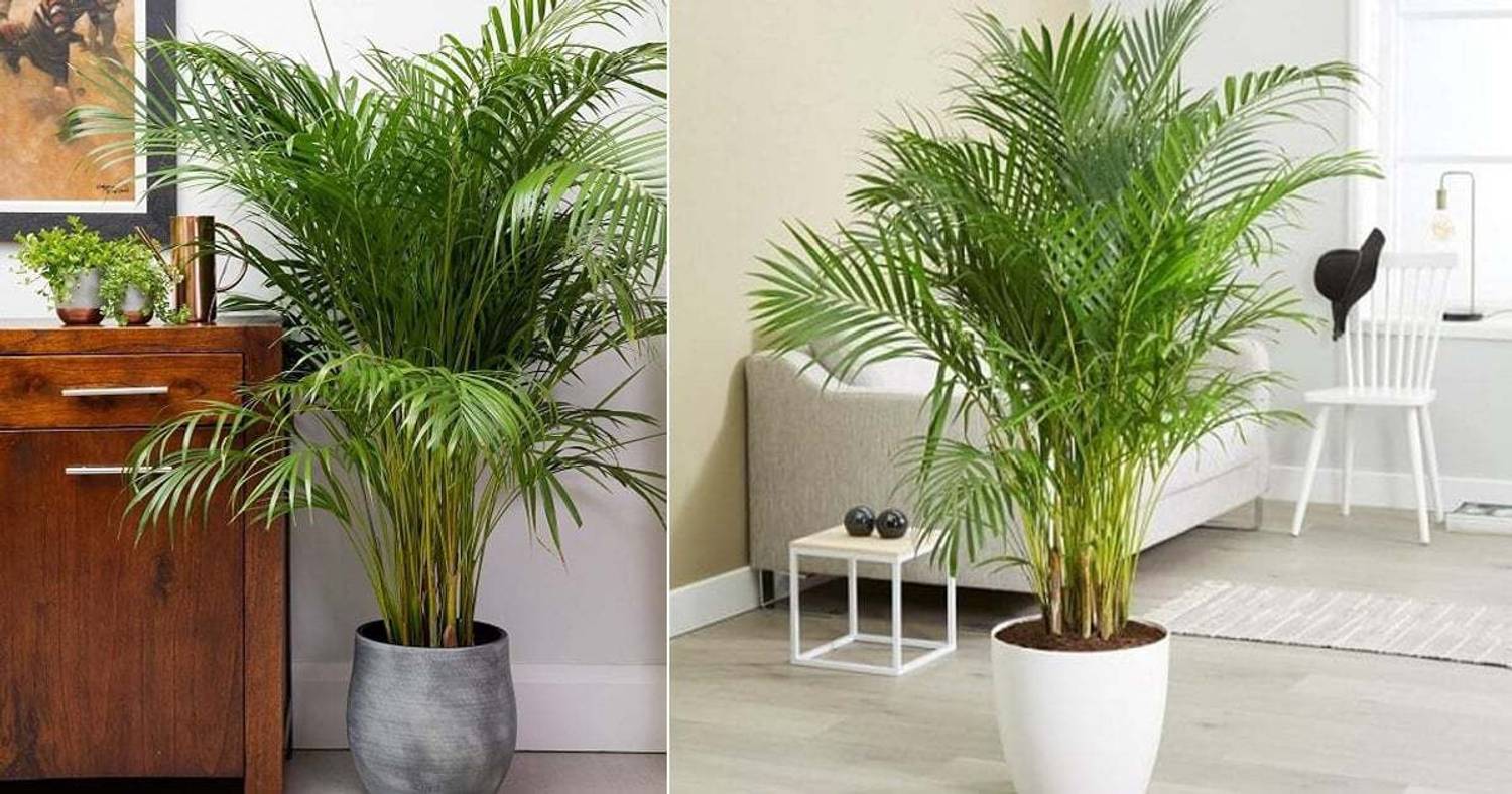 ASPASGROUP China Palm Plant  sapling