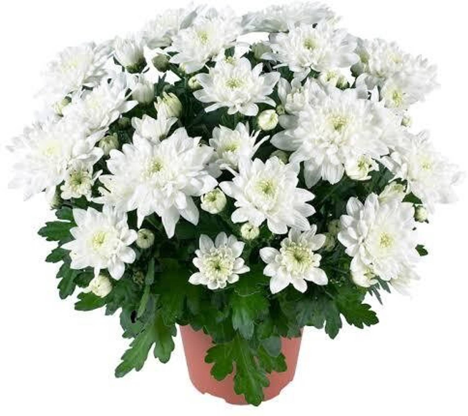 AquinnahGaden Chrysanthemums/ Guldavari Plant sapling