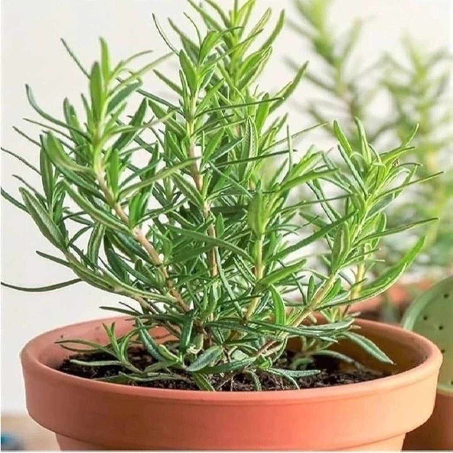 アクセサリー Rosemary GreenyOn Rosemary Plant Price in India - Buy GreenyOn Rosemary
