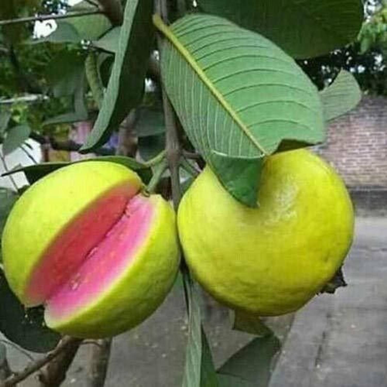 BloomShadow Guava Plant sapling