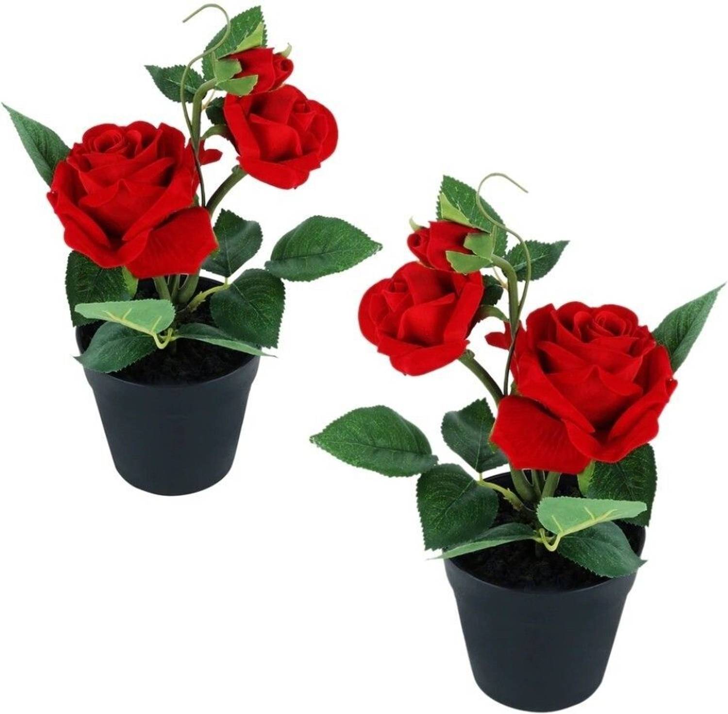 Aclipastal Rose Plant  sapling