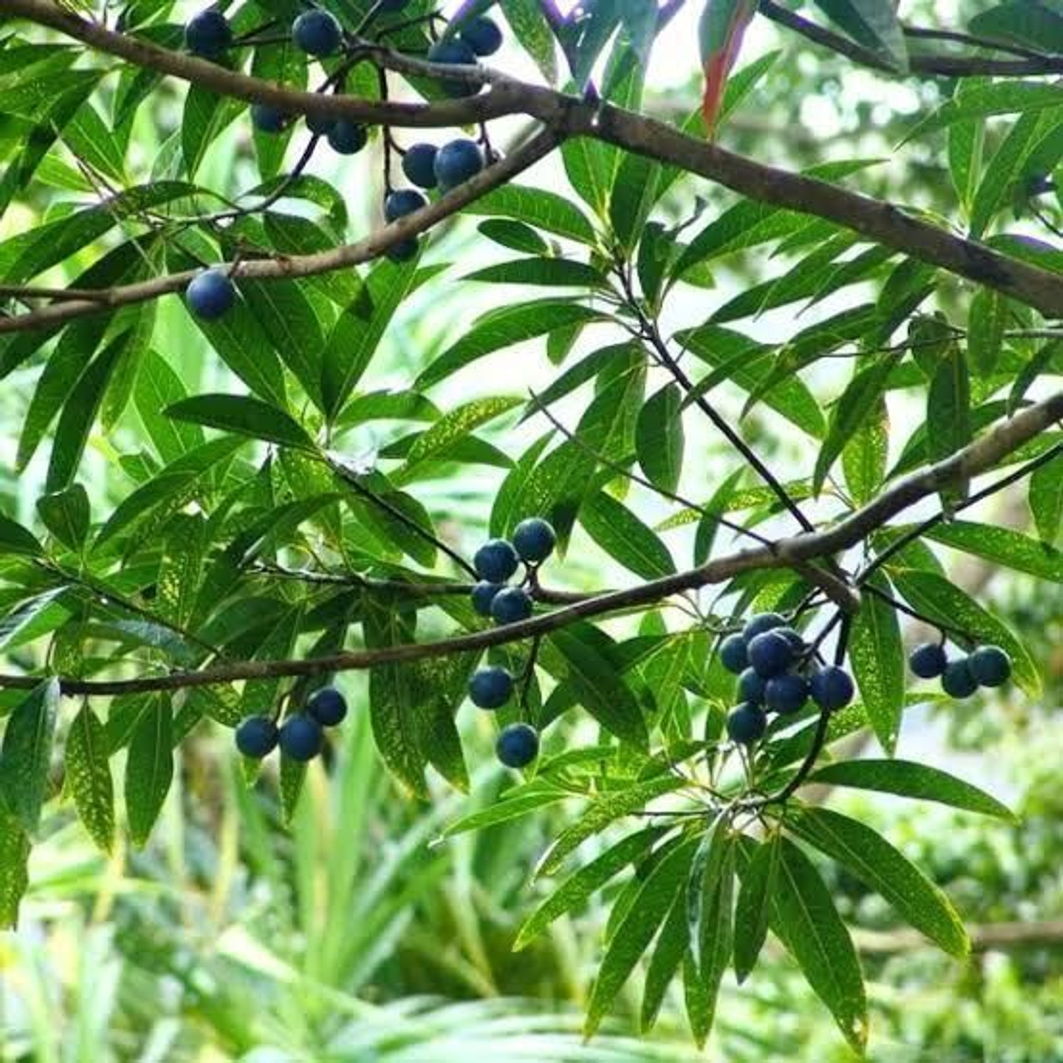 Image of PetalPath Rudraksha Plant sapling