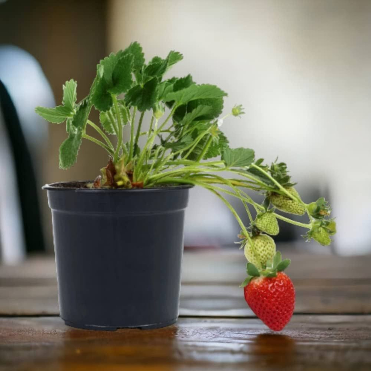 Image of Wrenna Strawberry Plant