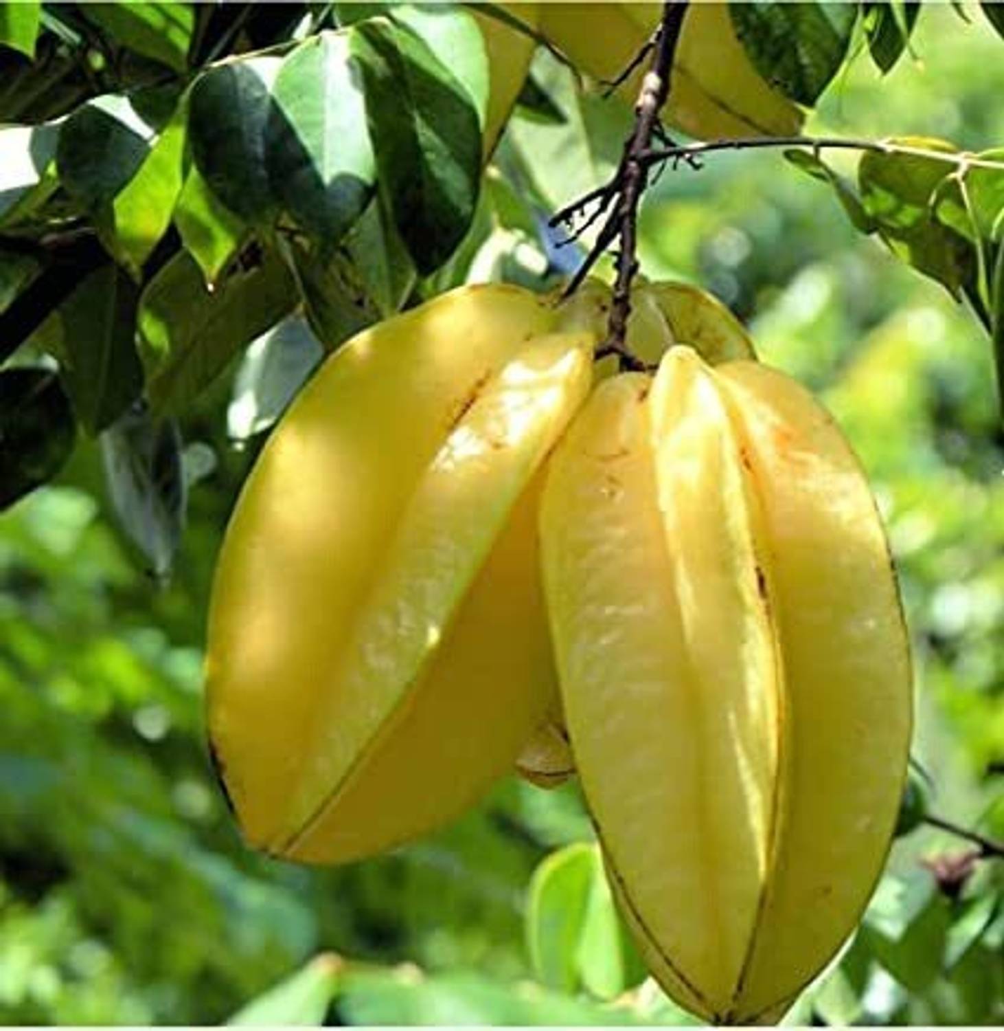 Agacha Star Fruit Carambola Grafted Plant sapling