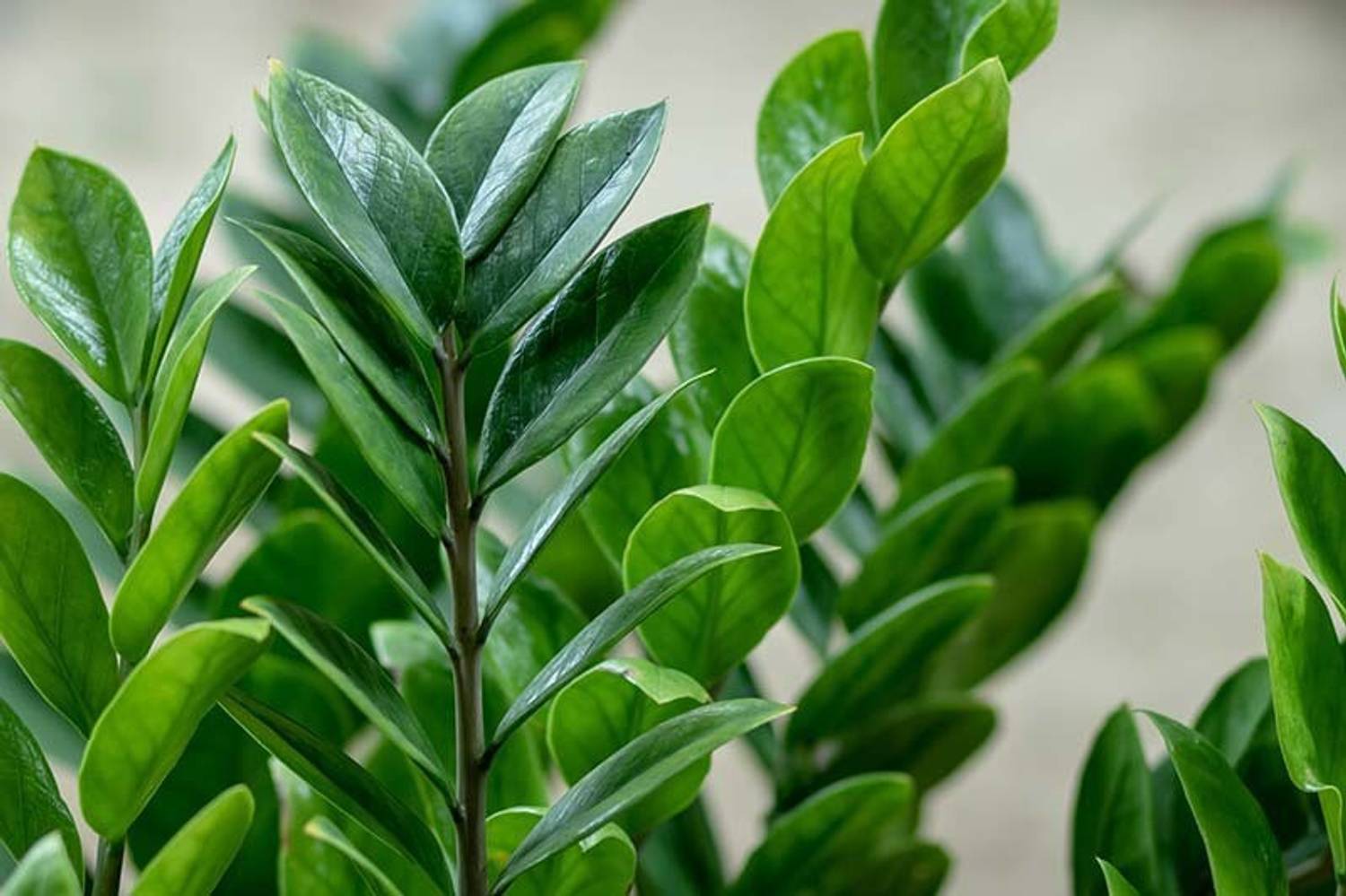 chiku ZZ Plant Price in India - Buy chiku ZZ Plant online at