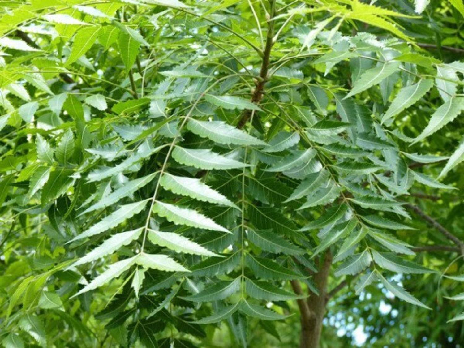 Neem Leaves