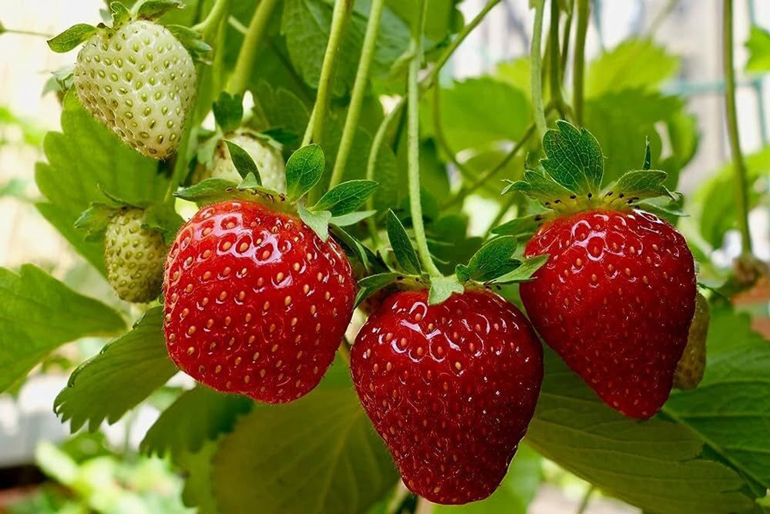 Image of Wrenna Strawberry Plant