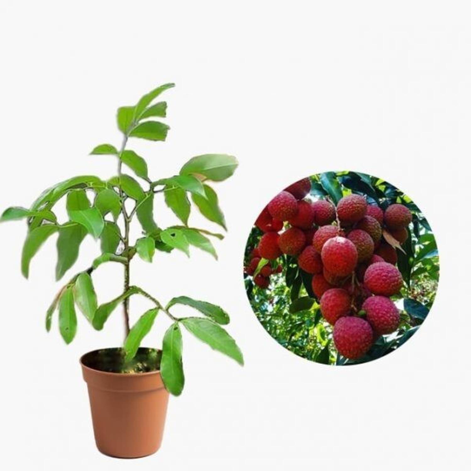 ABEFARIYA Litchi Plant  sapling