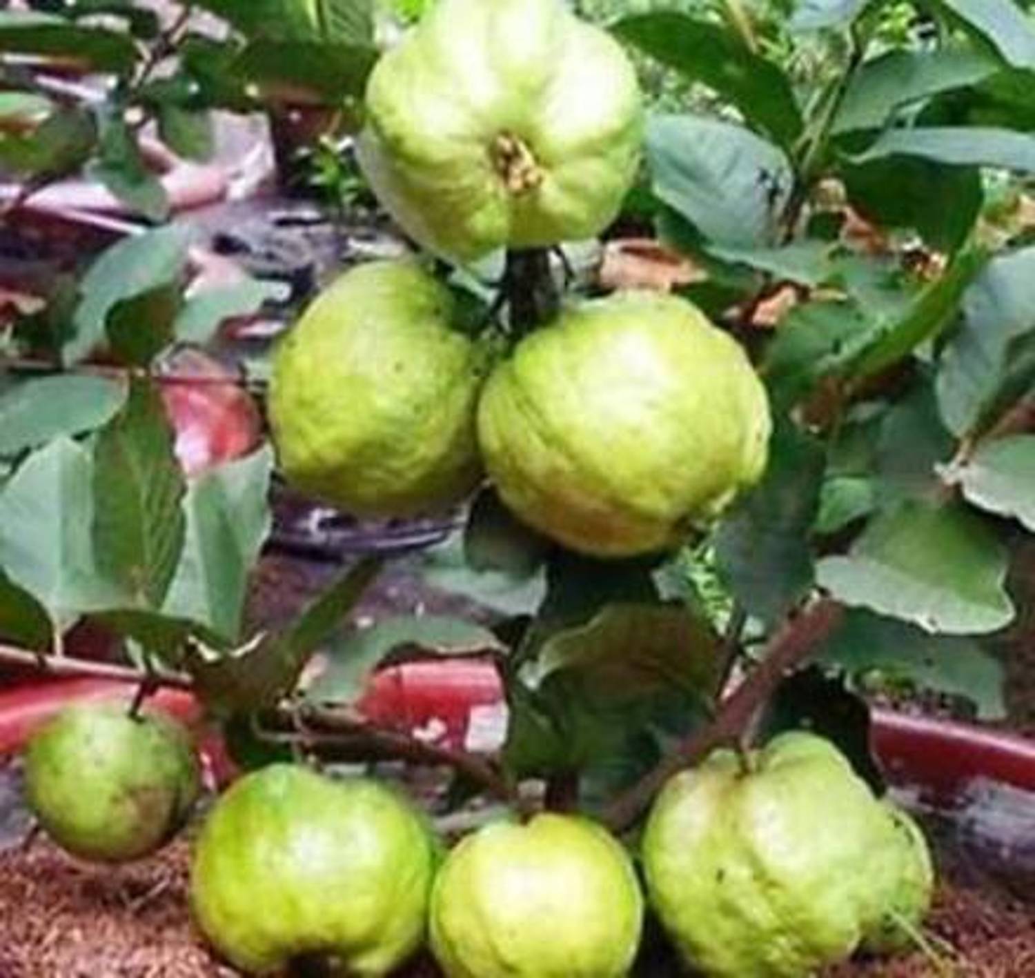 aaryason Guava Plant sapling