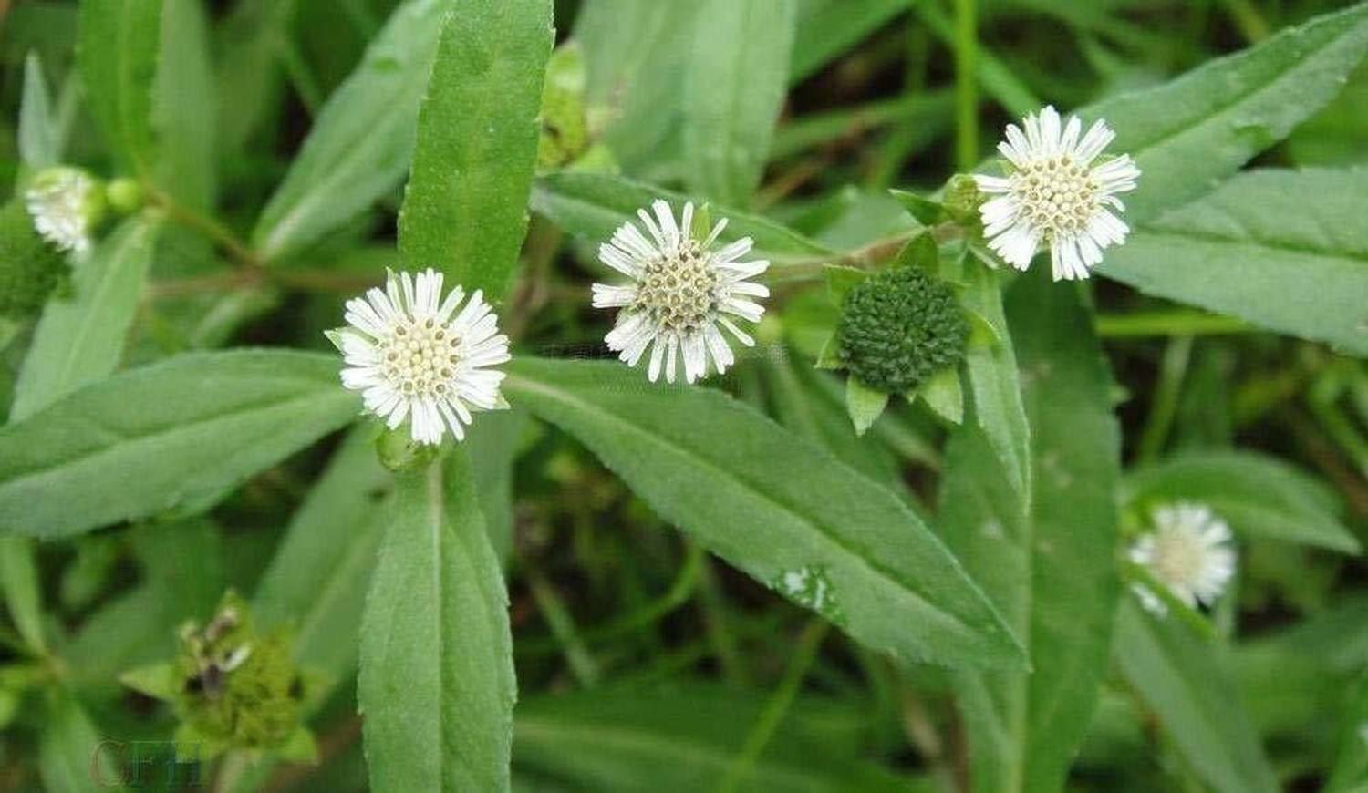 Aclipastal Bhringraj Plant sapling