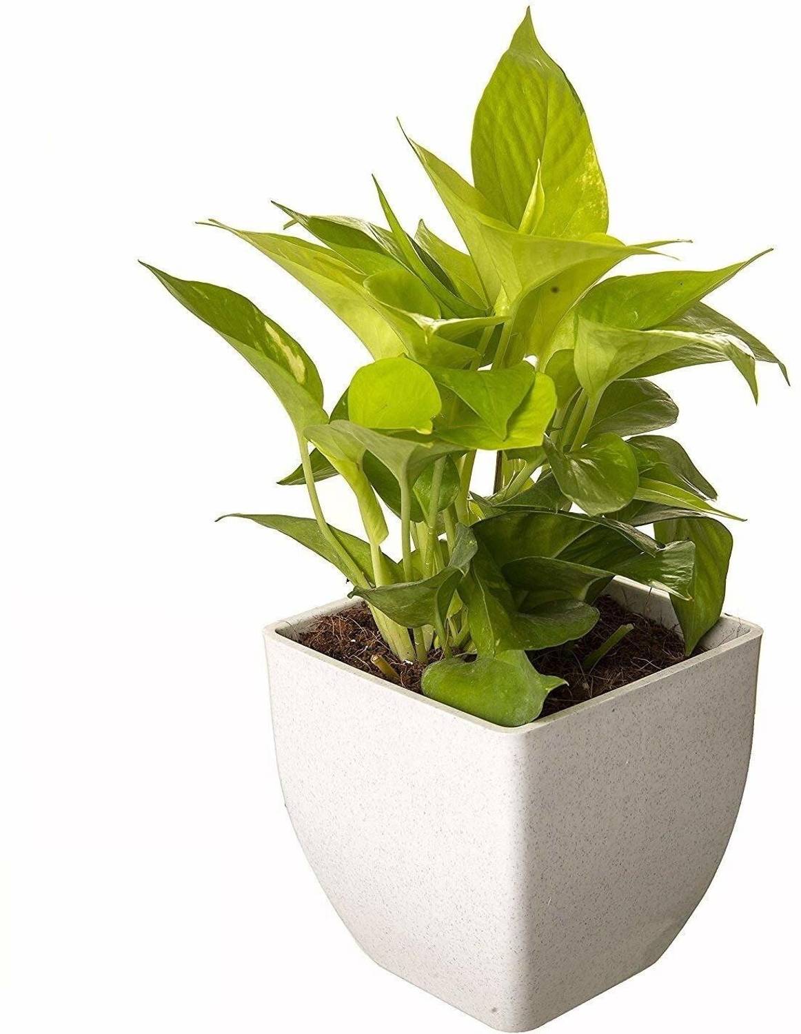 Agroo Liv Money Plant  sapling