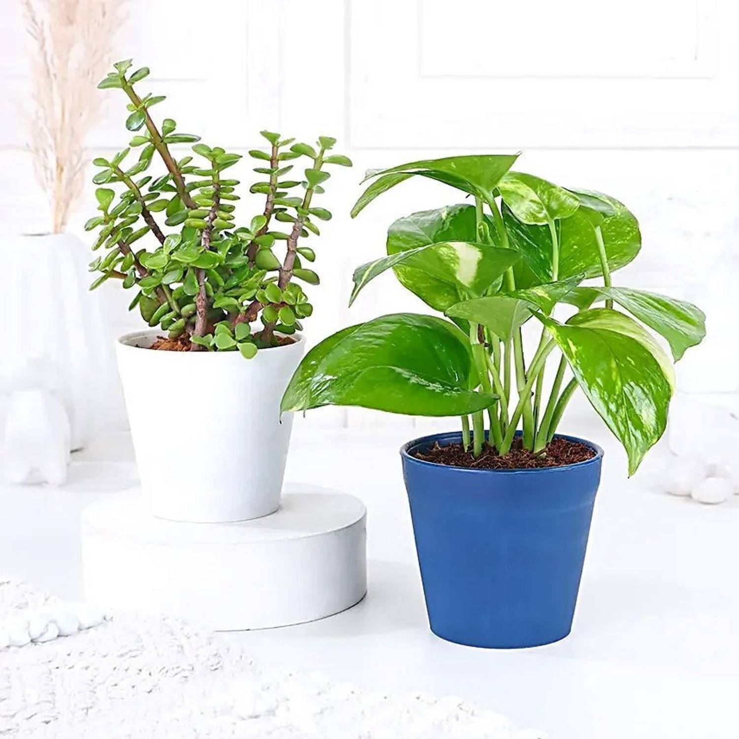 Adrita Money Plant  sapling