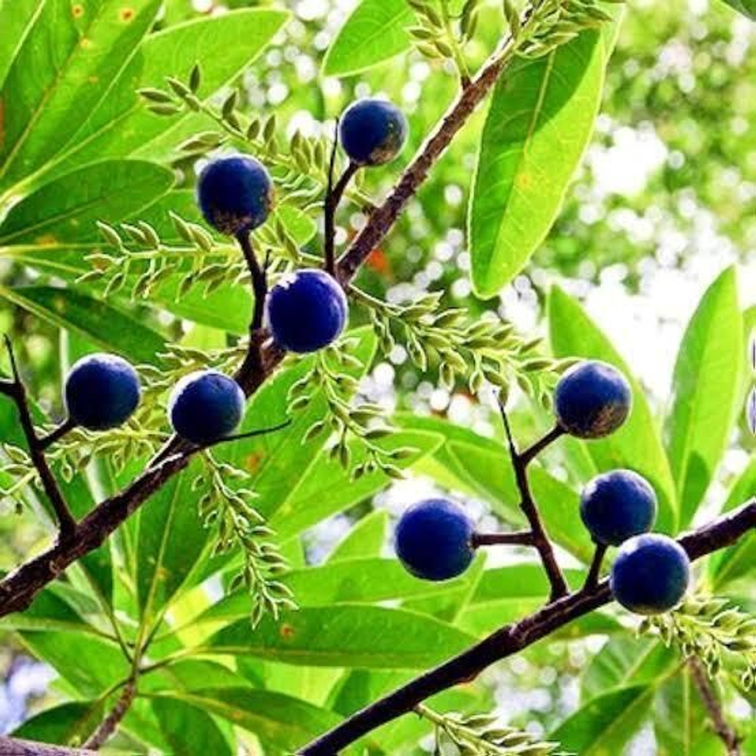 Image of PetalPath Rudraksha Plant sapling