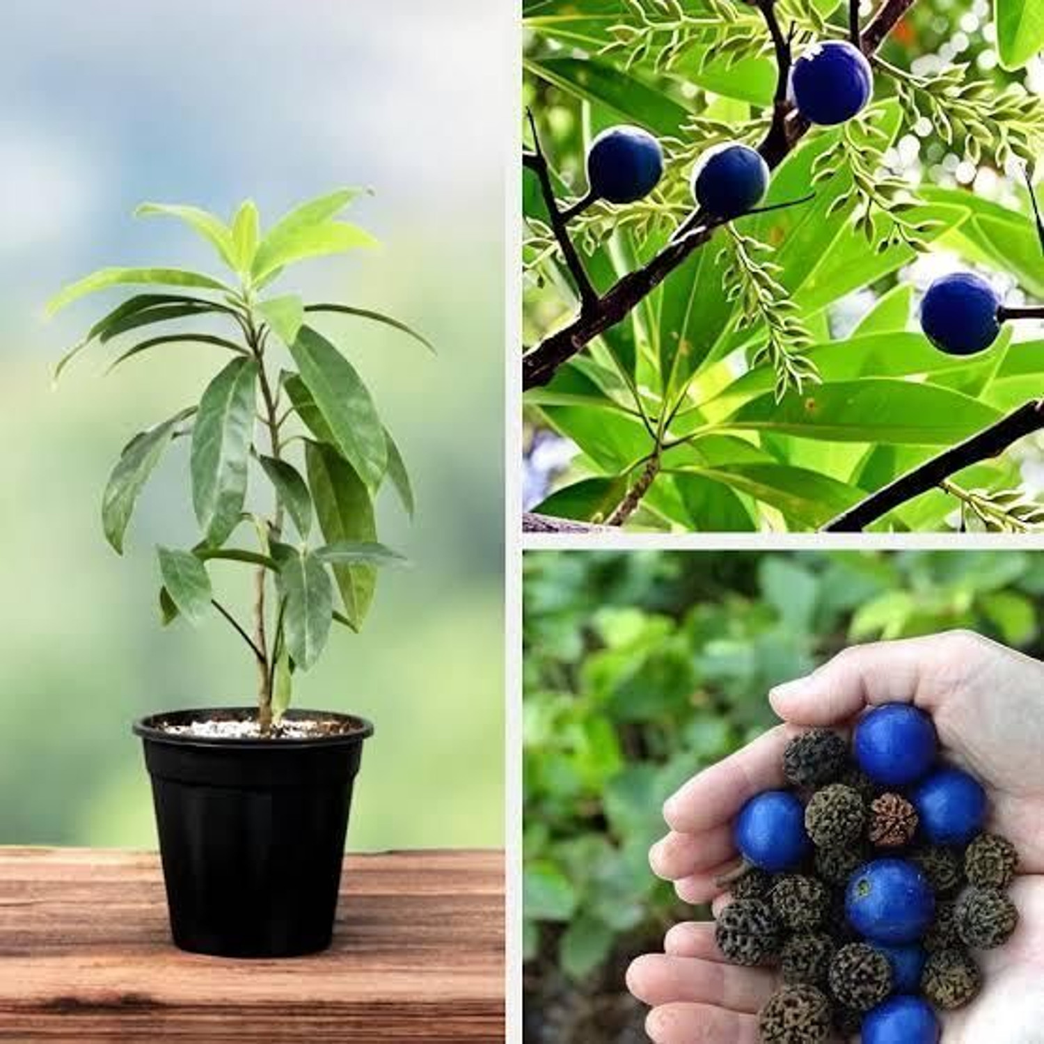 Image of PetalPath Rudraksha Plant sapling