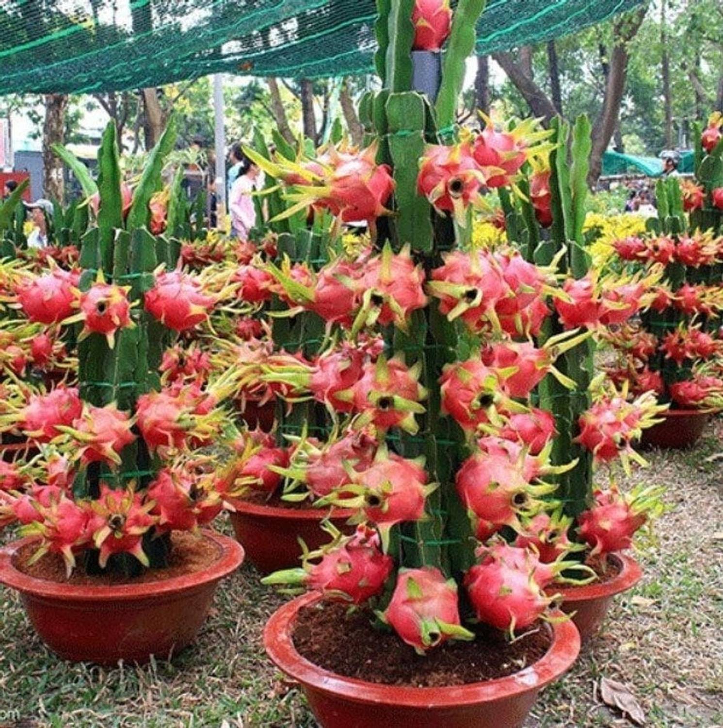 AquinnahGaden Dragon Tree  sapling