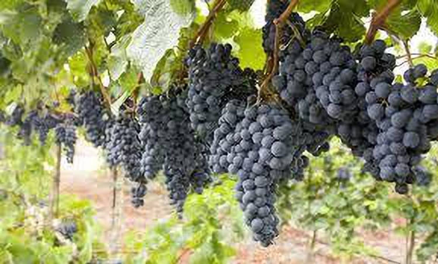 ABEFARIYA Grape Plant  sapling