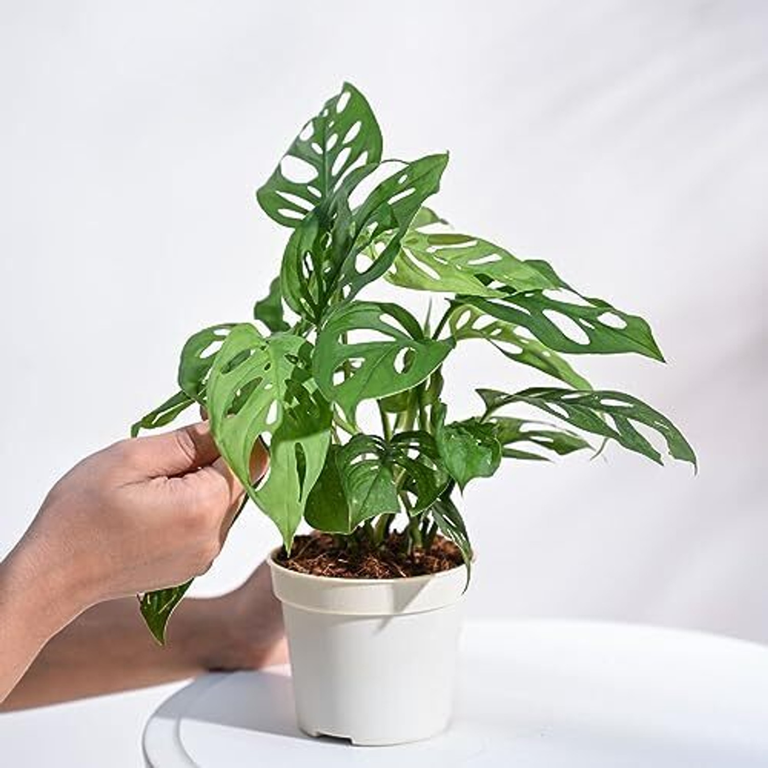 Image of UGAOO Broken Heart Plant sapling
