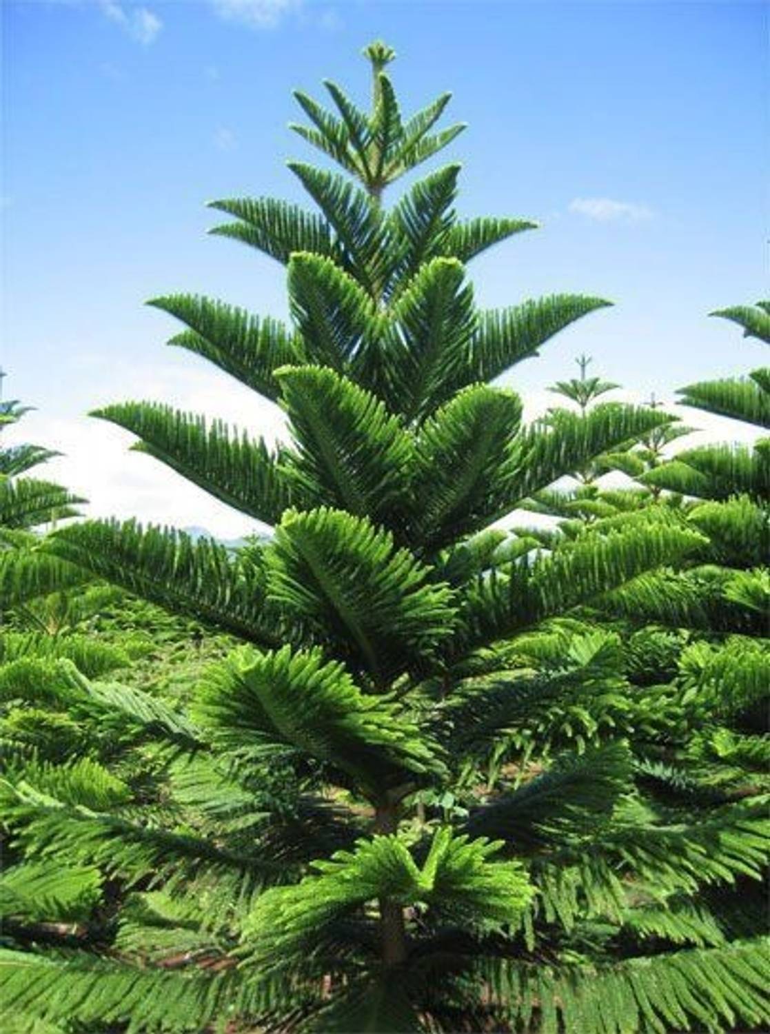ArchanasGarden Christmas Tree Plant sapling