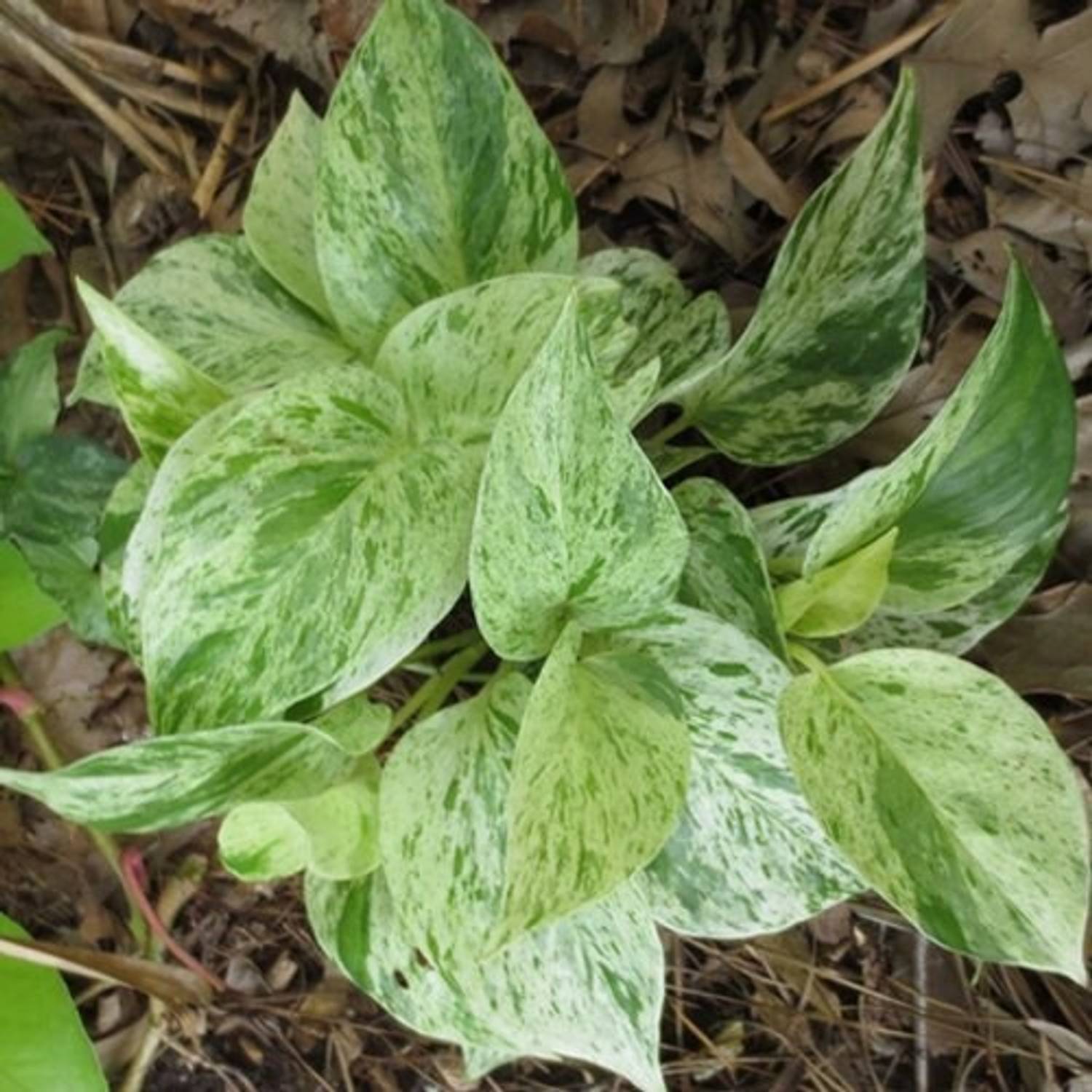 ANUSHKA GREEN BLISS White Money Plant sapling