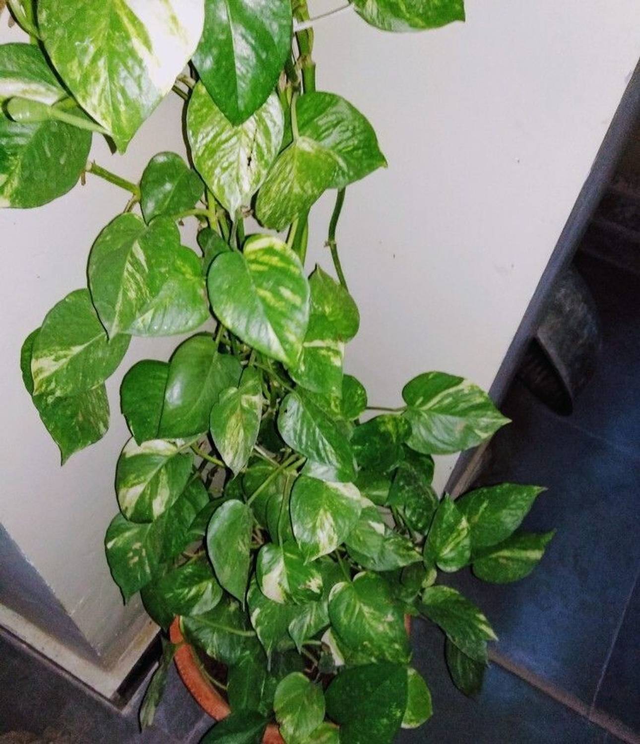 AquinnahGaden Money Plant sapling