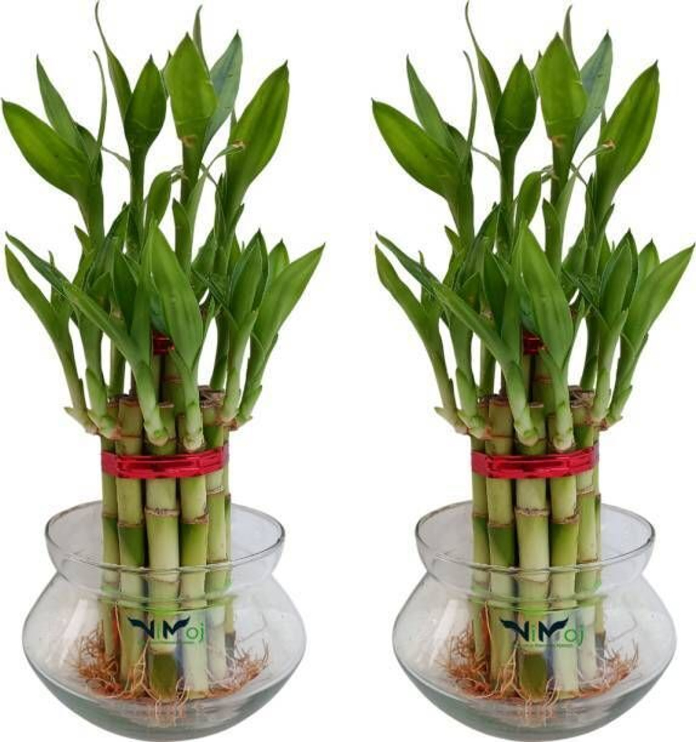 Image of PetalPath Two Layer Bamboo Plant