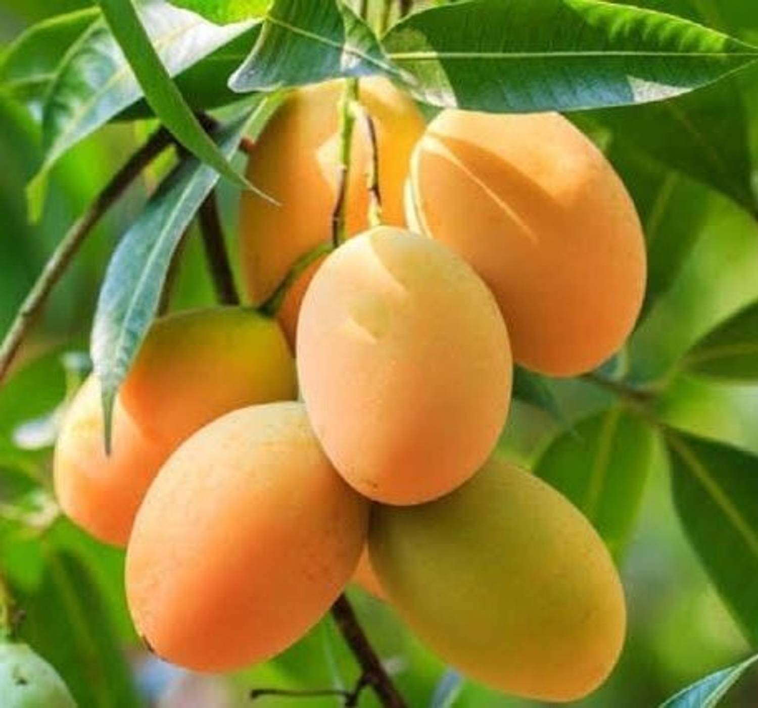 alphonso langda chousa mango Mango Plant sapling