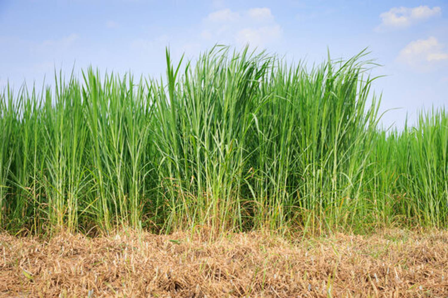 BISWAS Grass seeds for goat farming, Best grass seeds for goat Seed