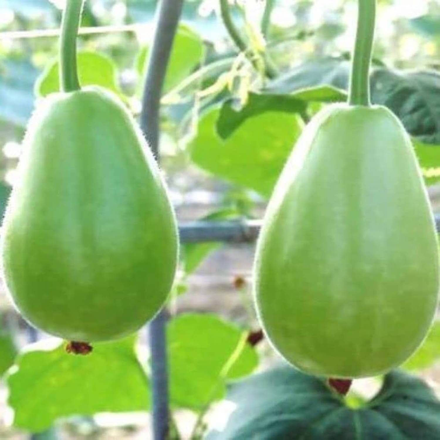 ARIAANAM Hybrid Bottle Gourd Round Seed