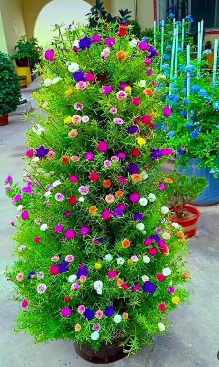 Image of AVRAJIT Portulaca,Moss Rose flower,9 o clock flower,Sun Rose seeds Seed