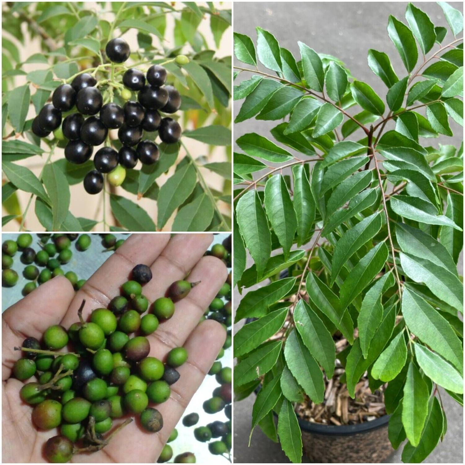 Pbevergreen Curry leaves plant seeds/curry leaf plant seeds Seed