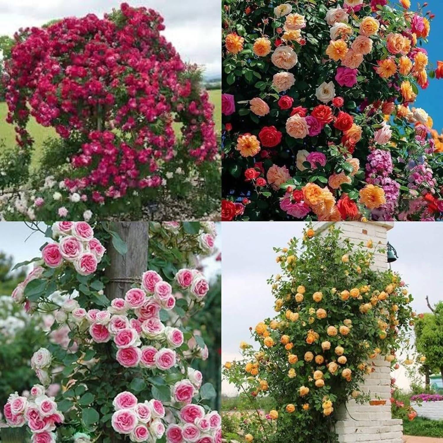 LIFELEX Mixed Colour Climbing Rose Seed Price in India - Buy