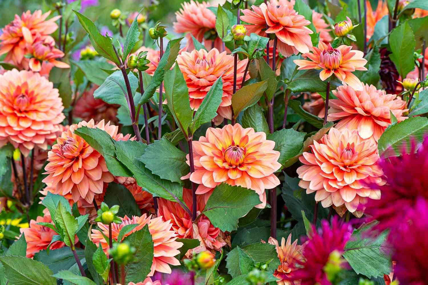AMAJIT Dahlia Flowers Plant Seed,dahlia or garden dahlia Seed