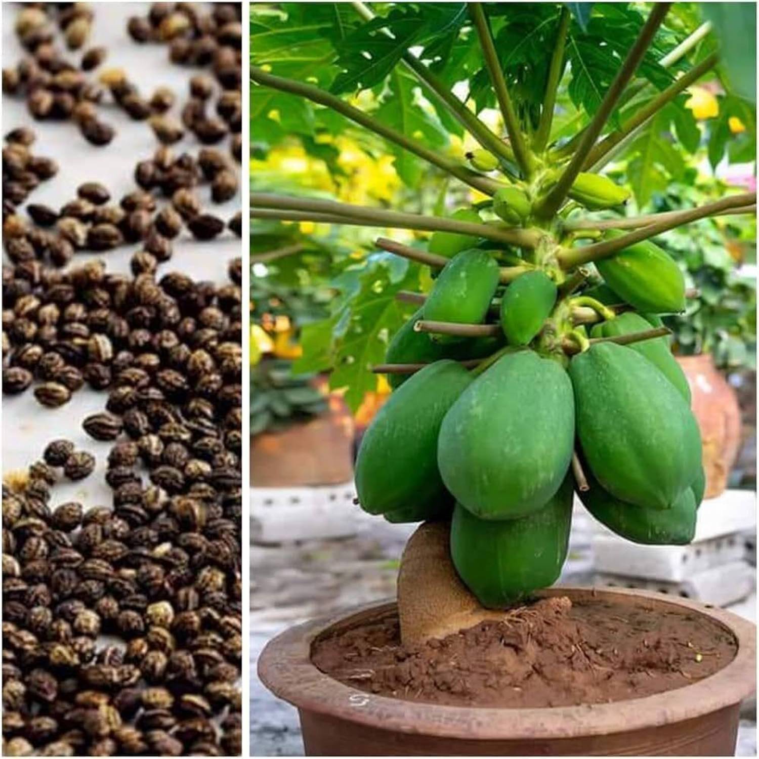 AMAJIT Red Lady Papaya Seeds For Home Garden Plant Seed