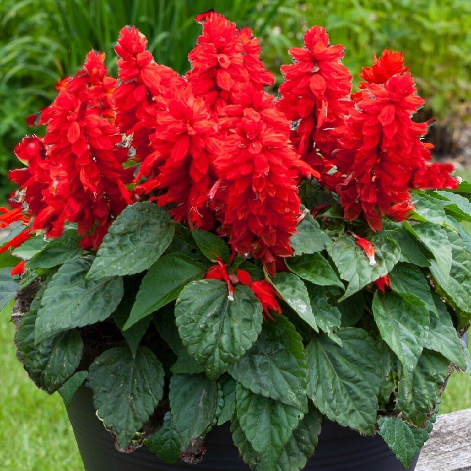 ALPINE HYBRID SEEDS Red Salvia, for home garden, flower seeds for winter, 20-30 seeds per packet Seed