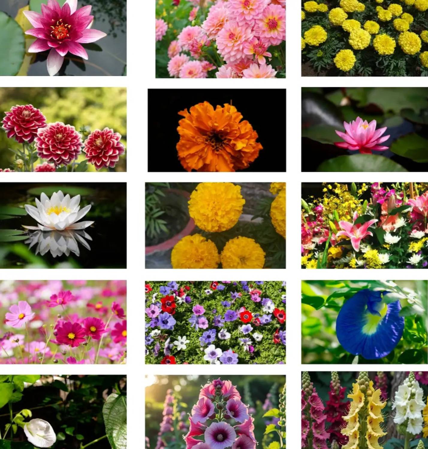 SEMINA VITA 12 Variety Summer Flower Seeds Combo Seed Price in